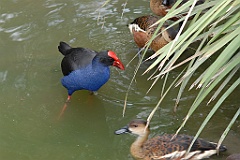 0799 Wildlife Habitat Port Douglas